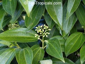 Cinnamomum zeylanicum*