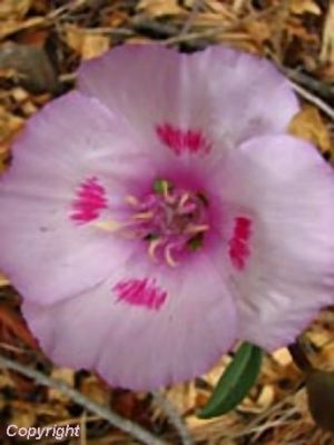 Clarkia amoena