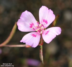 Clarkia amoena Clarkia amoena