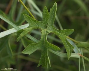 Coccinia rehmannii