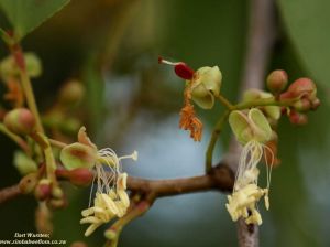 Colophospermum mopane