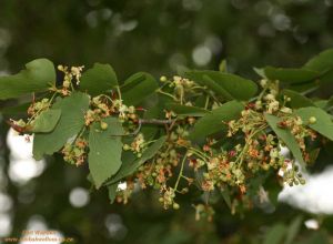 Colophospermum mopane