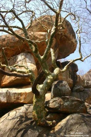 Commiphora marlothii Commiphora marlothii