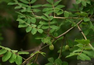 Commiphora mollis