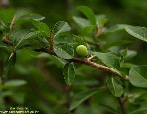 Commiphora pyracanthoides Commiphora pyracanthoides