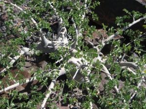 Commiphora saxicola Commiphora saxicola