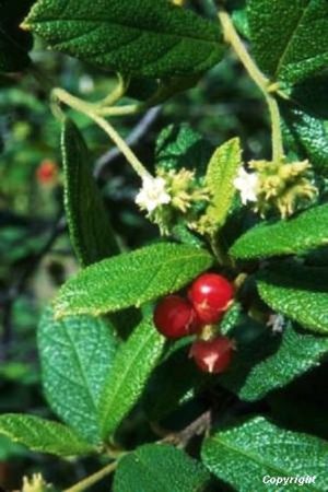 Cordia bahamensis*