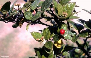 Cordia bahamensis* Cordia bahamensis*