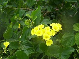 Cordia lutea