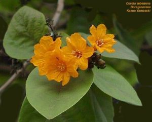 Cordia sebestena