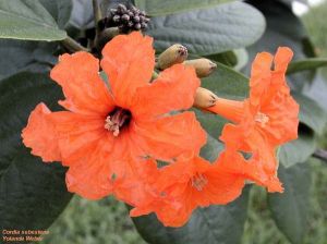 Cordia sebestena