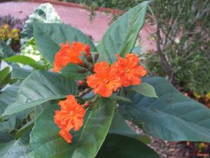 Cordia sebestena