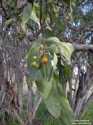 Cordia sinensis Cordia sinensis