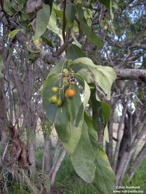 Cordia sinensis