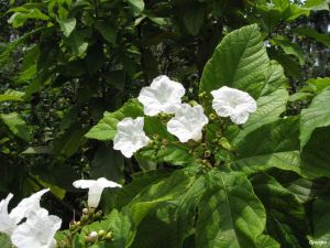 Cordia superba Cordia superba