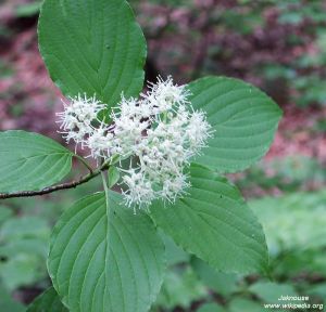 Cornus alternifolia Cornus alternifolia