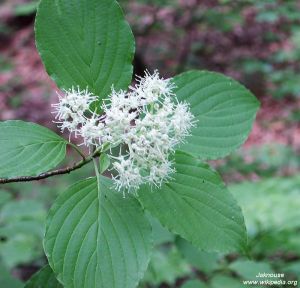 Cornus alternifolia