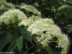 Cornus alternifolia