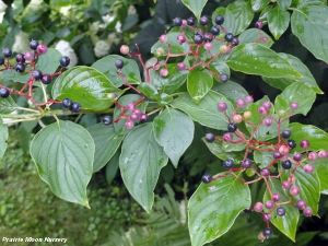 Cornus alternifolia