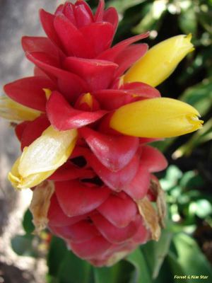 Costus comosus