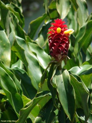 Costus comosus