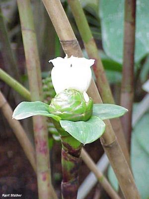 Costus dubius