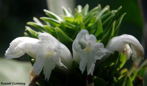 Costus leucanthus*