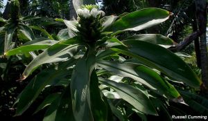 Costus leucanthus*
