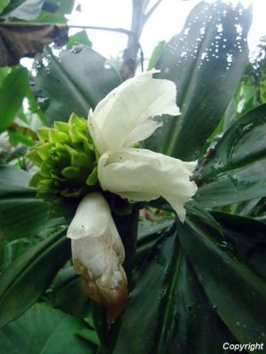 Costus leucanthus*