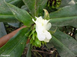 Costus leucanthus*