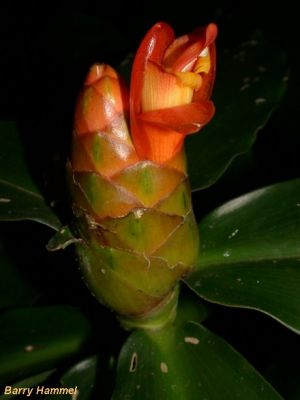 Costus scaber*