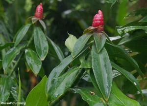 Costus scaber*