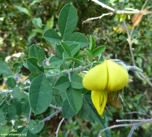 Crotalaria capensis