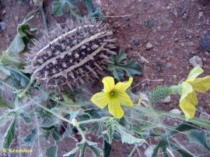 Cucumis africanus