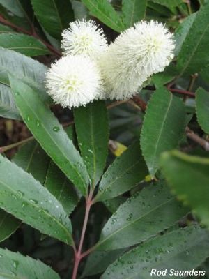 Cunonia capensis