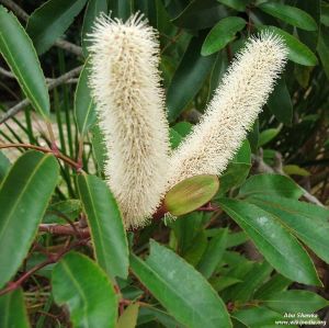 Cunonia capensis