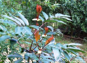 Cunonia capensis