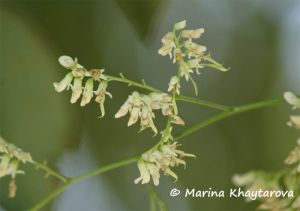 Dalbergia cochinchinensis