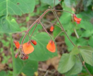 Desmodium repandum