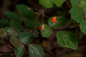 Desmodium repandum