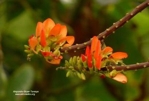 Erythrina edulis