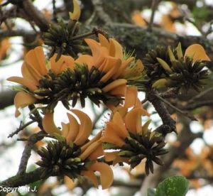 Erythrina caffra 'yellow'