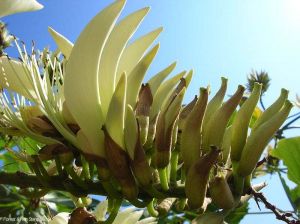 Erythrina variegata var. alba