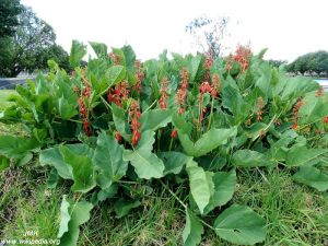 Erythrina zeyheri