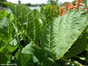 Erythrina zeyheri