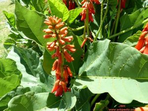 Erythrina zeyheri