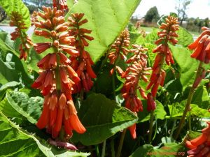 Erythrina zeyheri