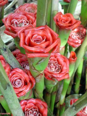 Etlingera cornerii \'Siam Rose\'