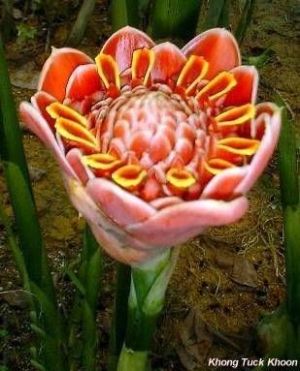 Etlingera hemisphaerica