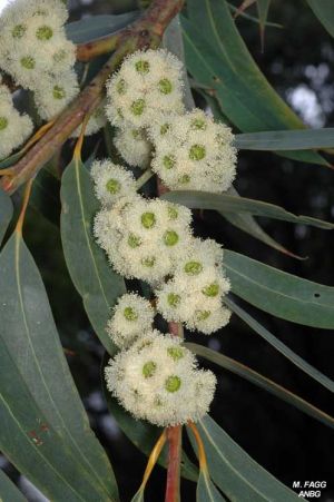 Eucalyptus luehmanniana
